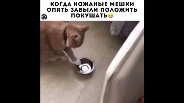 Porn video #14854