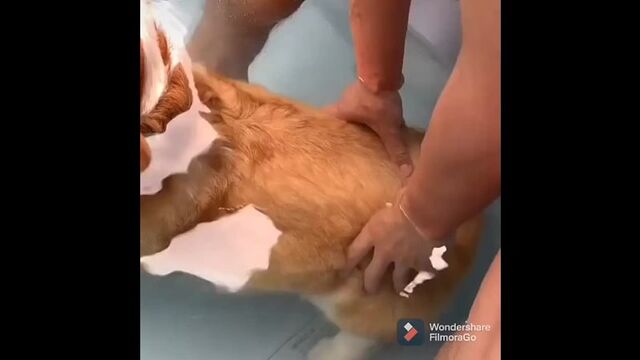 Porn video #25516