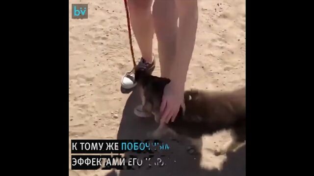 Porn video #25585