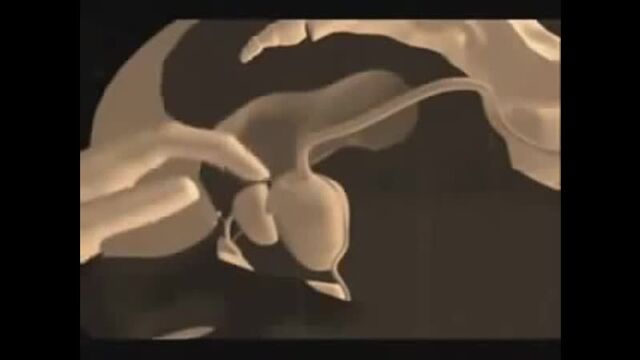Porn video #28734