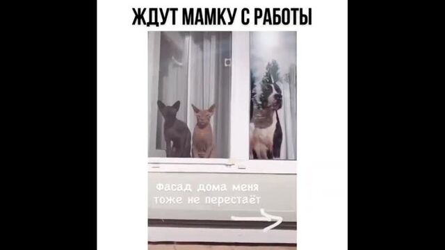 Porn video #29029