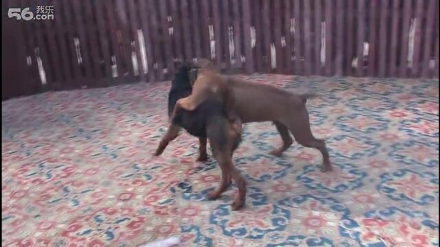 Porn video #32001