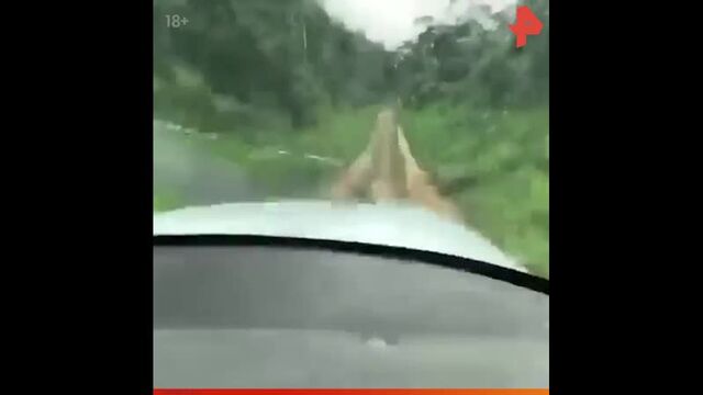 Porn video #33235
