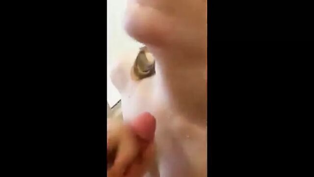 Porn video #33992