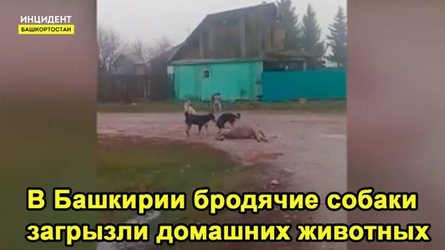 Porn video #36014