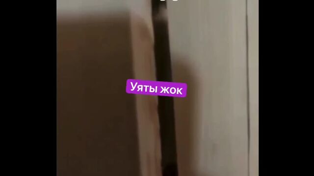 Porn video #38531