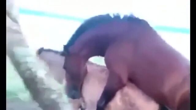 Porn video #47339