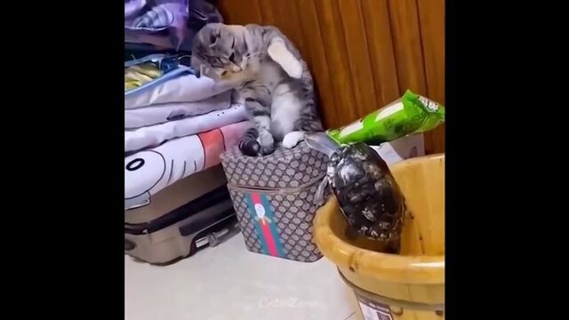 Porn video #47622